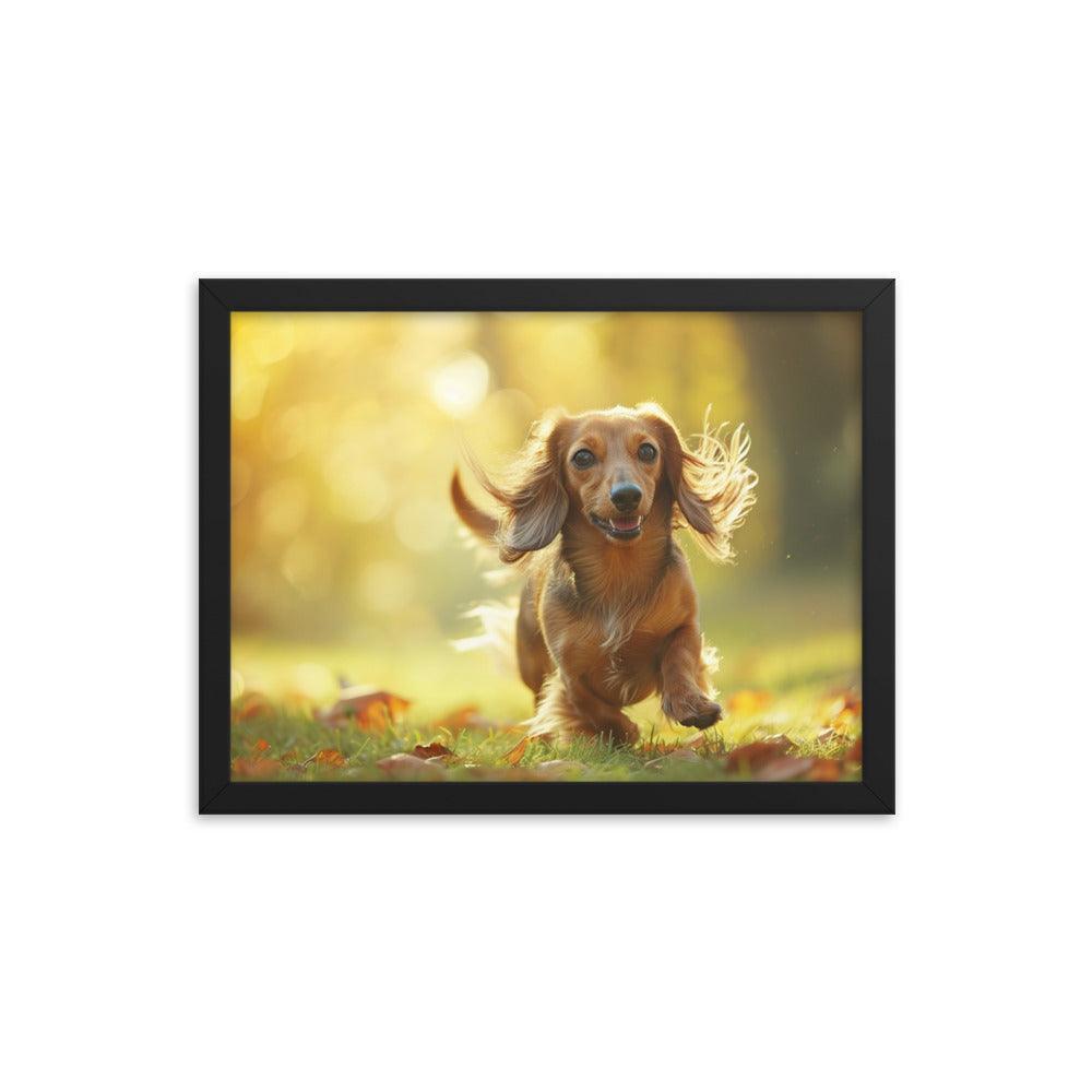 Joyful Long-Haired Dachshund's Playful in Autumn Framed Poster - Oh Posters