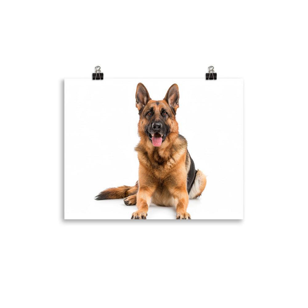 German Shepherd Studio Photograph Poster - Oh Posters