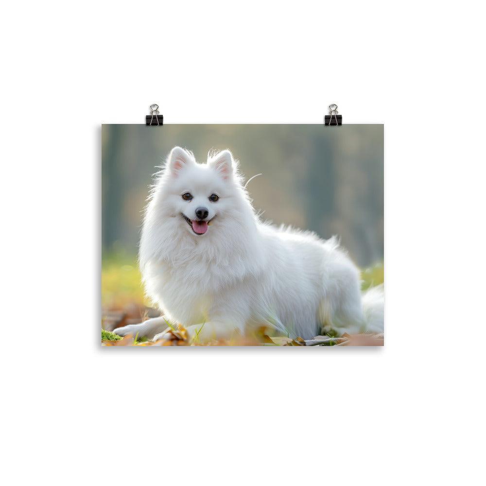 Japanese Spitz in Sunlit Park Photograph Poster - Oh Posters