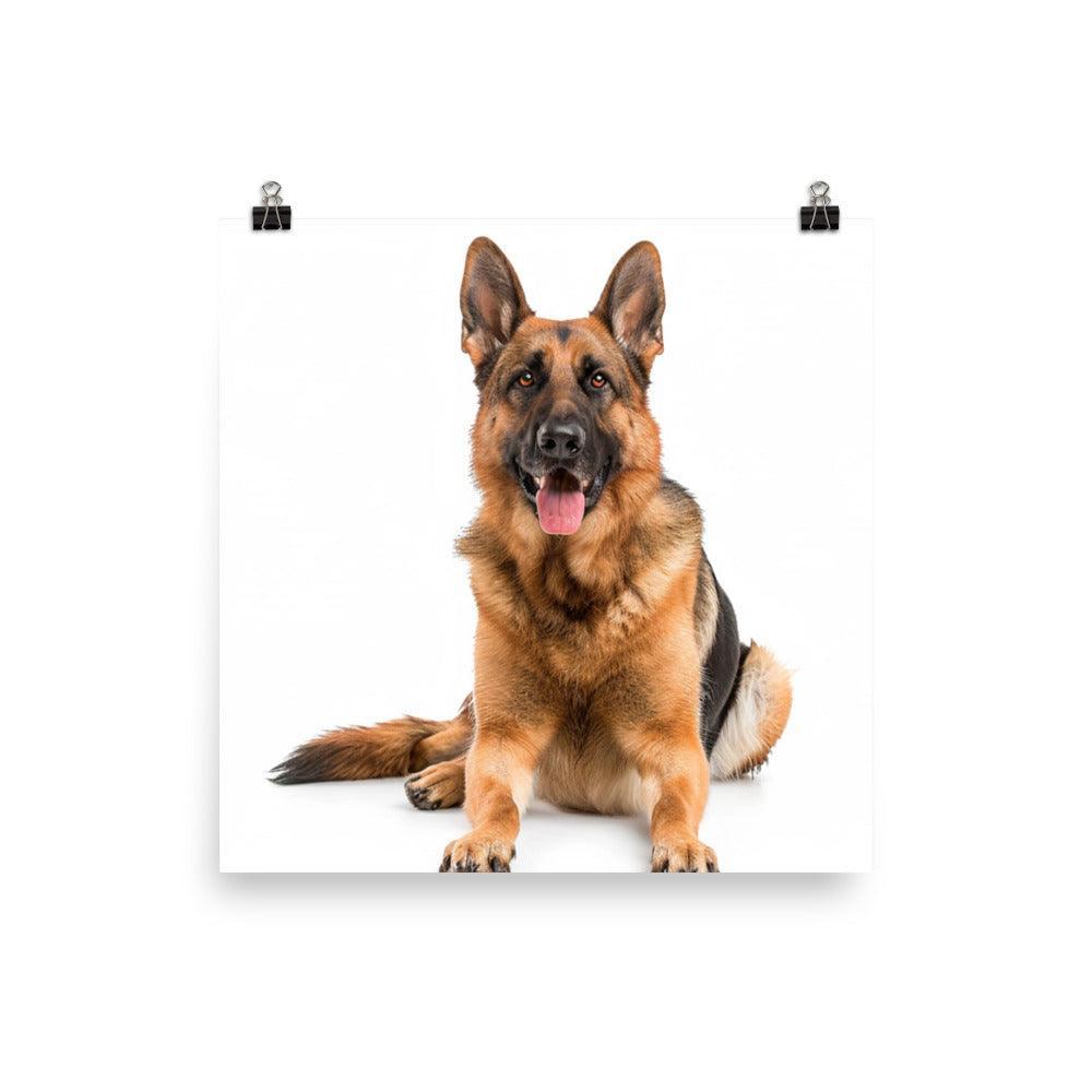 German Shepherd Studio Photograph Poster - Oh Posters