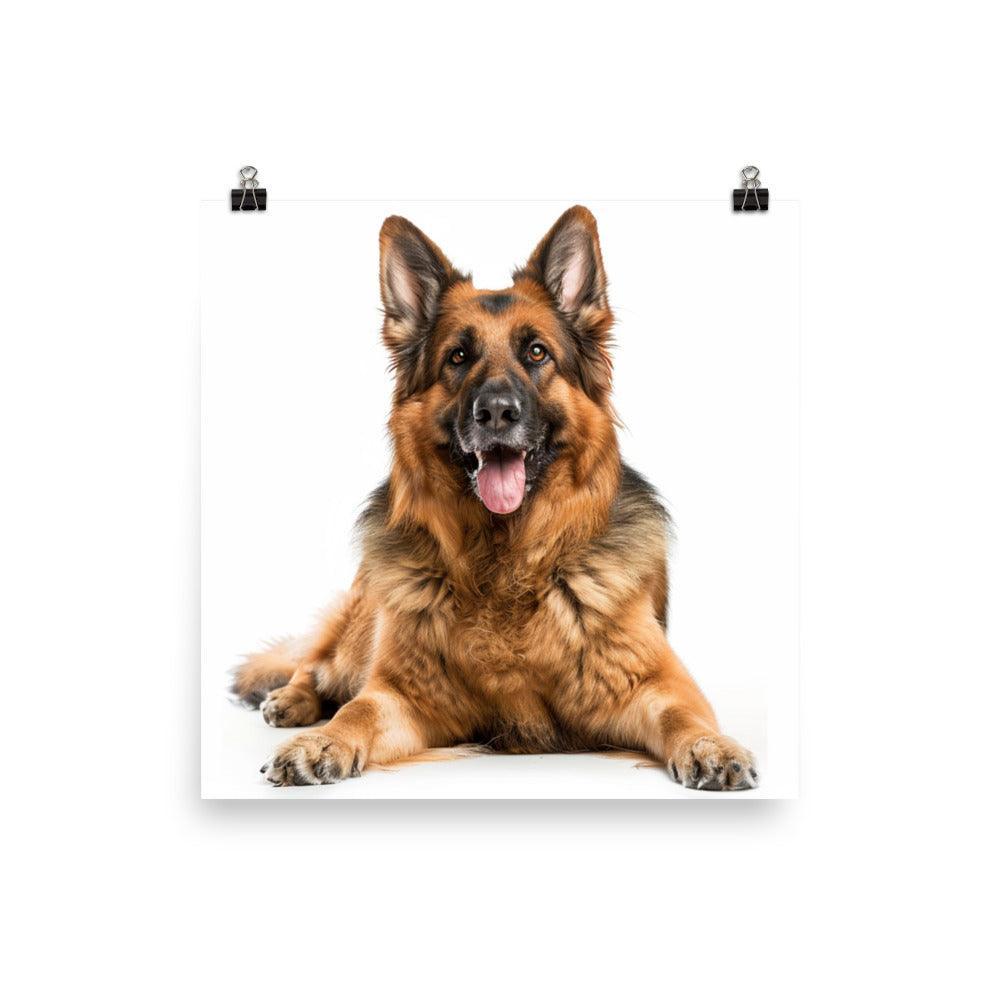 German Shepherd Smiling Studio Photo Poster - Oh Posters