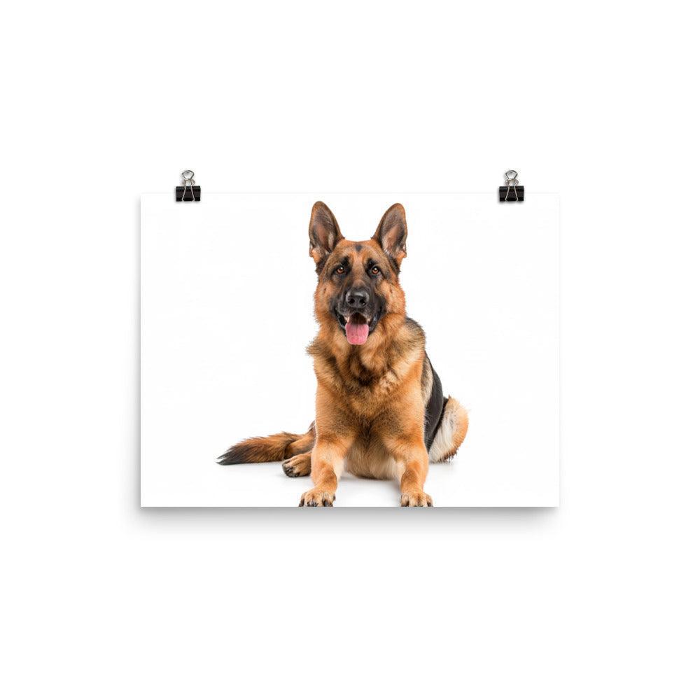 German Shepherd Studio Photograph Poster - Oh Posters