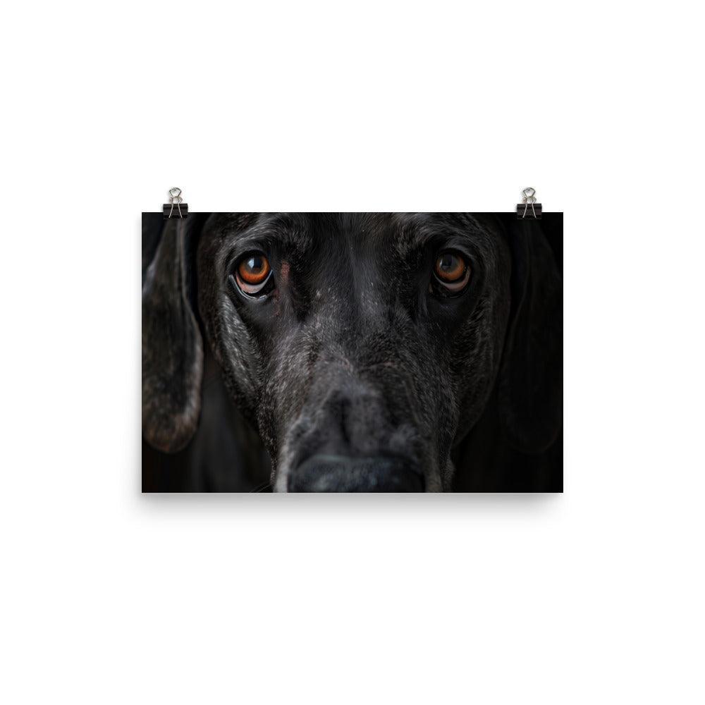 Great Dane Intense Close-Up Portrait Poster - Oh Posters