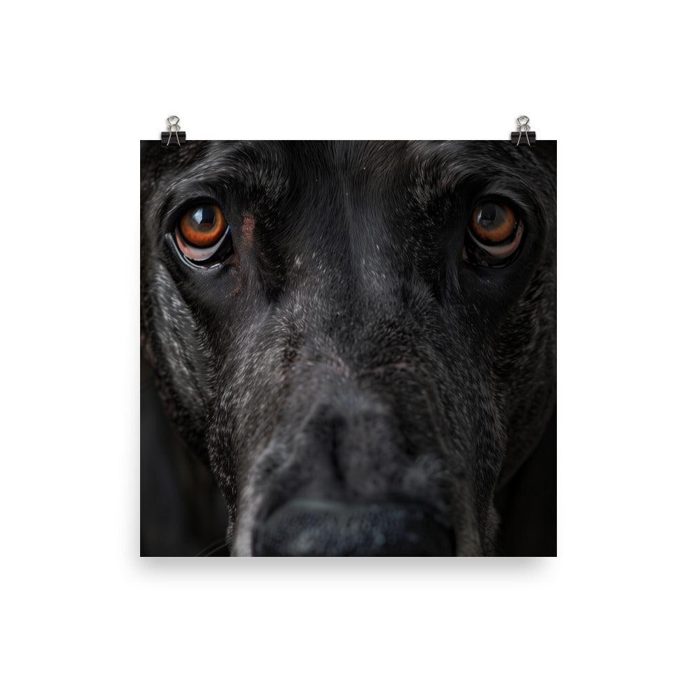 Great Dane Intense Close-Up Portrait Poster - Oh Posters