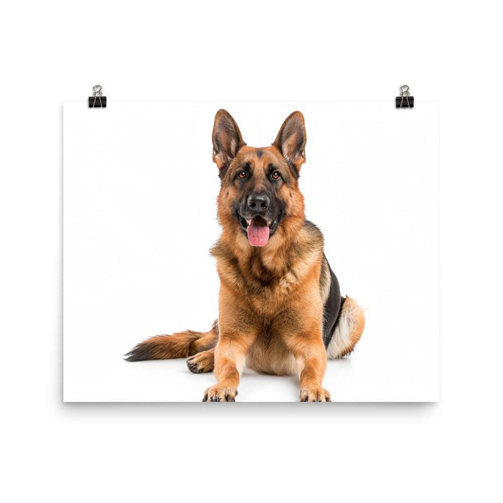 German Shepherd Studio Photograph Poster - Oh Posters