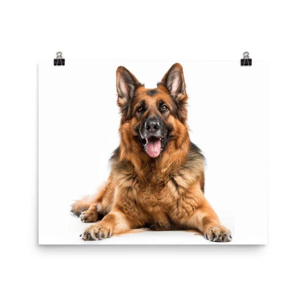 German Shepherd Smiling Studio Photo Poster - Oh Posters