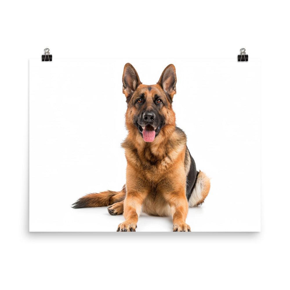 German Shepherd Studio Photograph Poster - Oh Posters