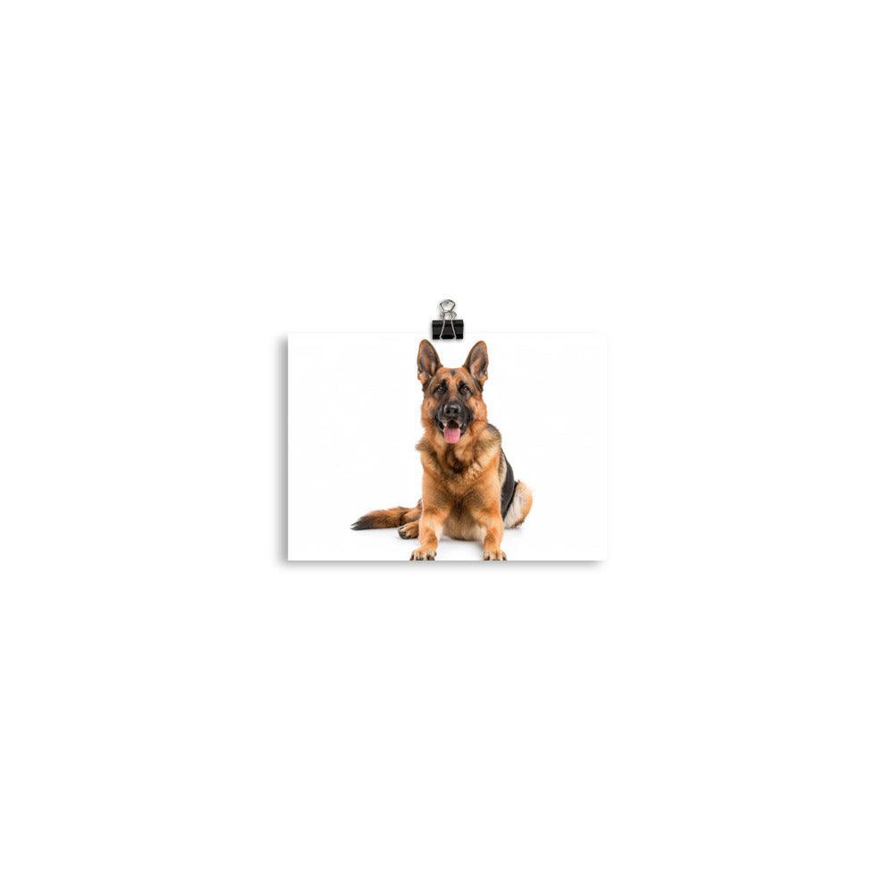 German Shepherd Studio Photograph Poster - Oh Posters