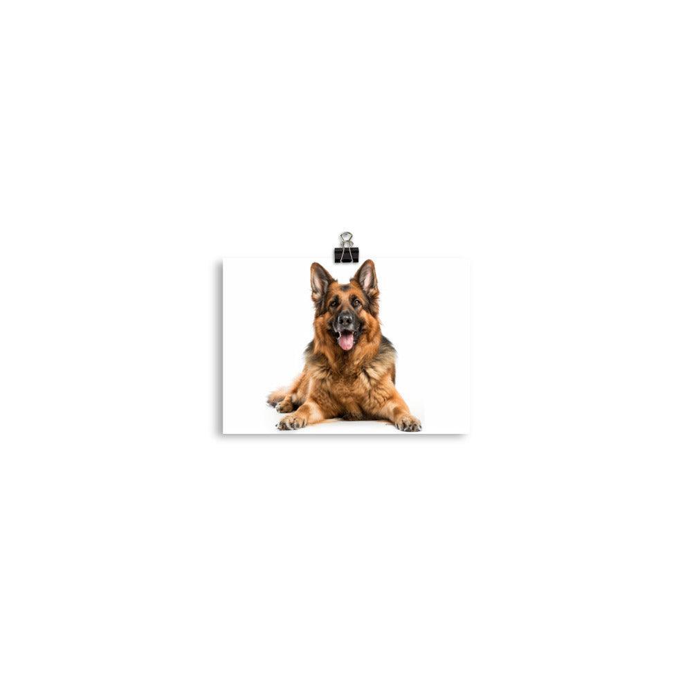 German Shepherd Smiling Studio Photo Poster - Oh Posters