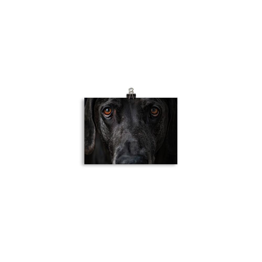 Great Dane Intense Close-Up Portrait Poster - Oh Posters