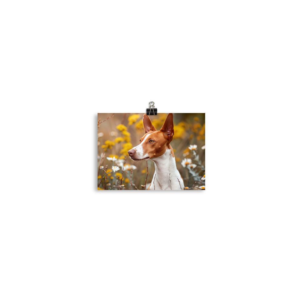 Ibizan Hound in Wildflower Field Photography Poster - Oh Posters