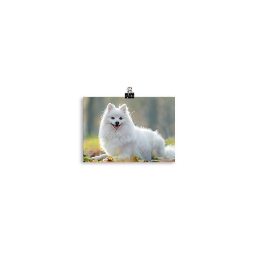 Japanese Spitz in Sunlit Park Photograph Poster - Oh Posters