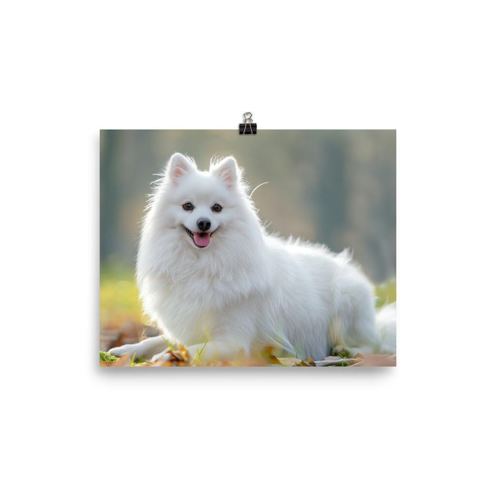 Japanese Spitz in Sunlit Park Photograph Poster - Oh Posters